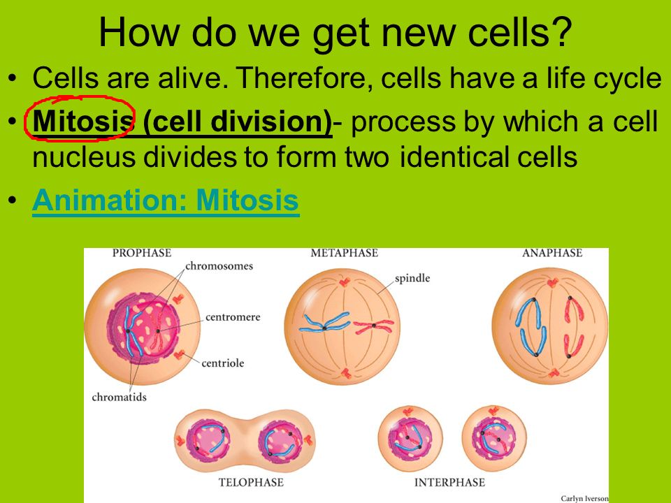 How do we get new cells Cells are alive. Therefore, cells have a life cycle.