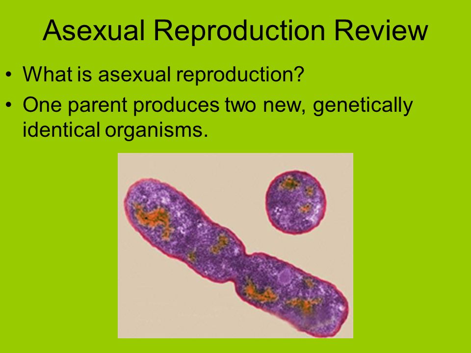 Asexual Reproduction Review