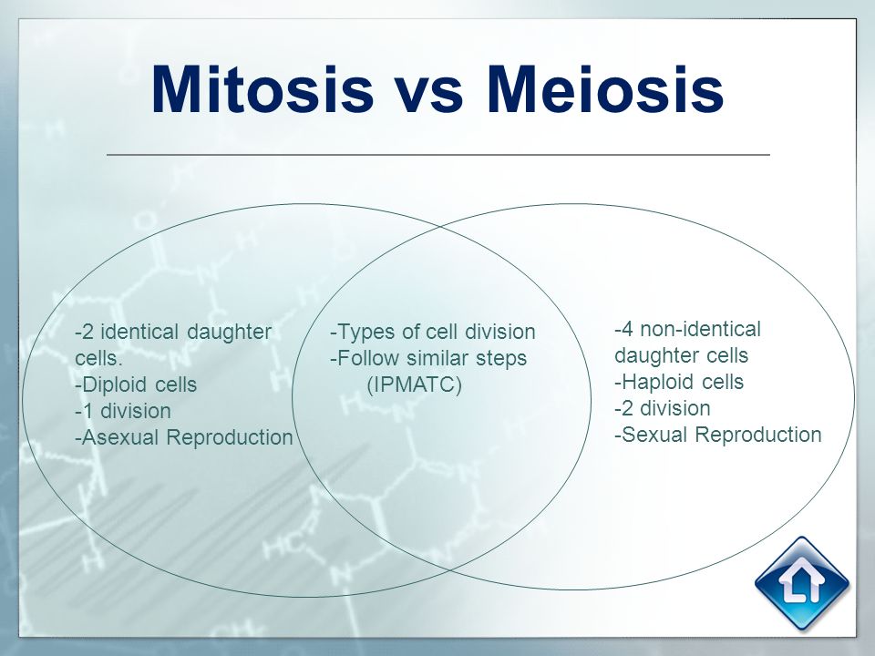 Compare And Contrast Mitosis And Meiosis Chart
