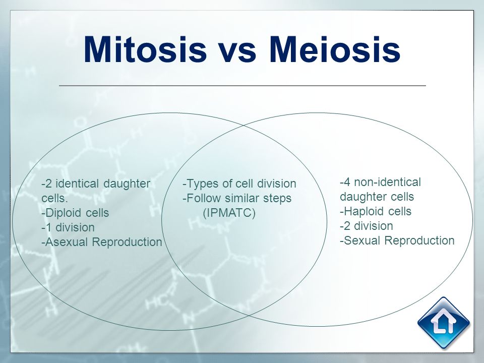 Similarities Between Mitosis And Meiosis Chart