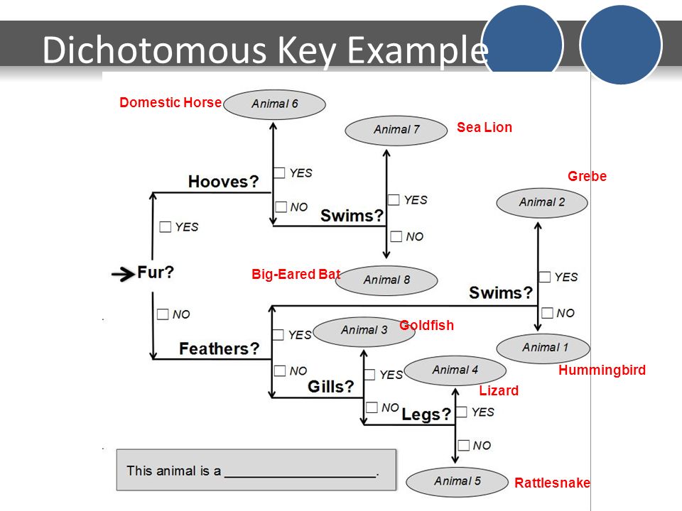 Dichotomous Key Example.