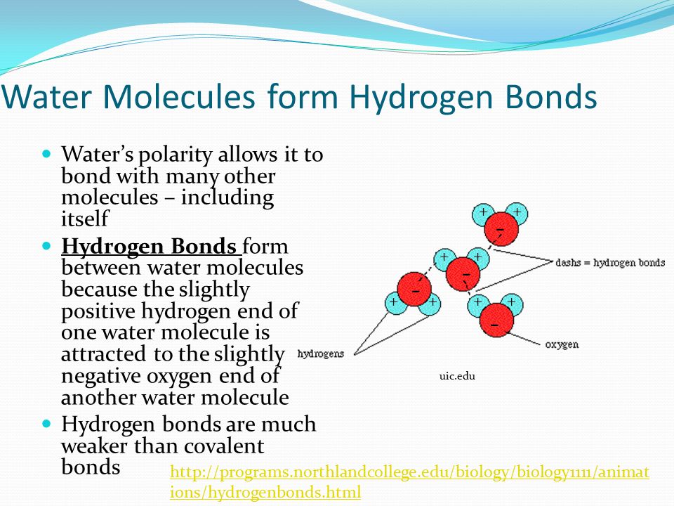 Water Molecules form Hydrogen Bonds.