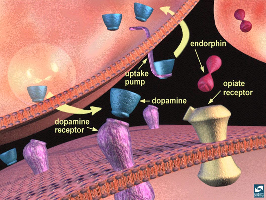 Почему эндорфин. Рецепторы эндорфина. Дофаминовые и серотониновые рецепторы. Рецепторы дофамина. Эндорфины картинки.