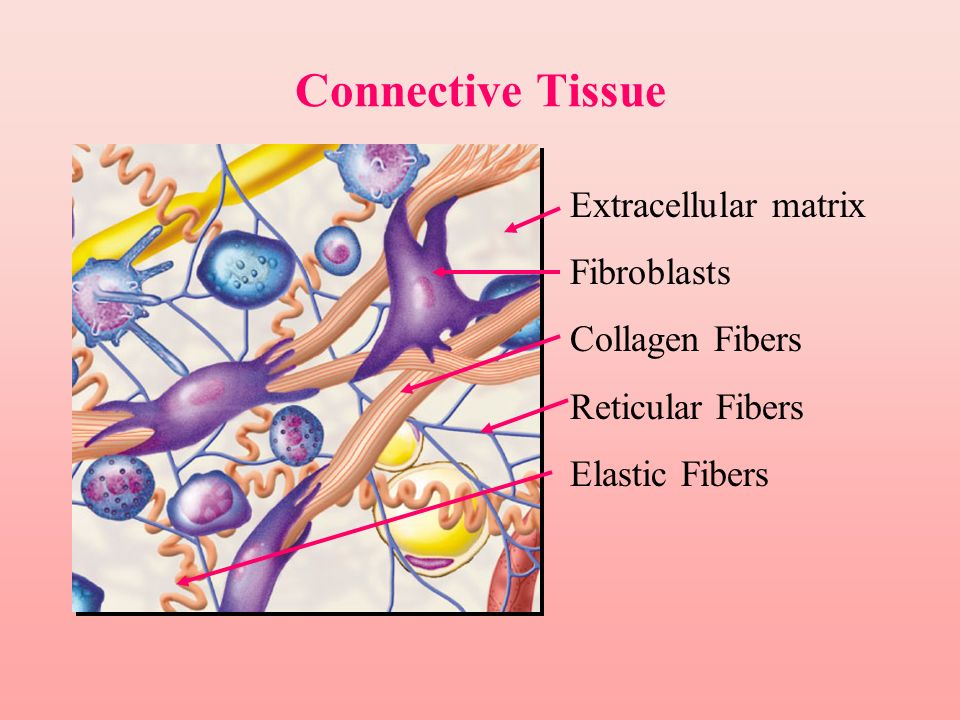 Extracellular Matrix Connective Tissue