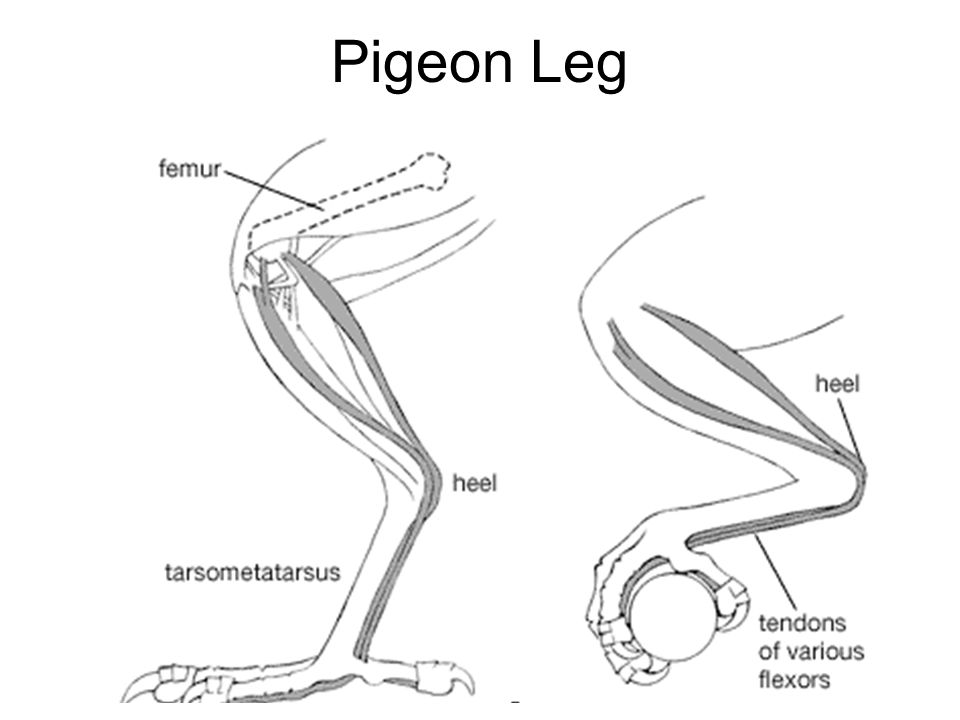 Birds legs. Птичьи лапы анатомия. Ноги птиц референс. Птичьи лапки референс. Птичьи лапы референс.