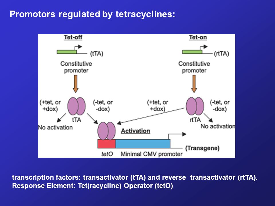 Promotors regulated by tetracyclines:
