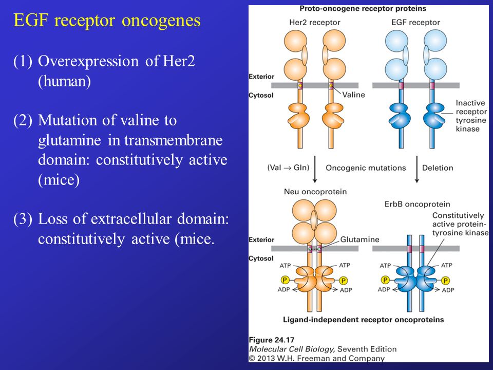 EGF receptor oncogenes