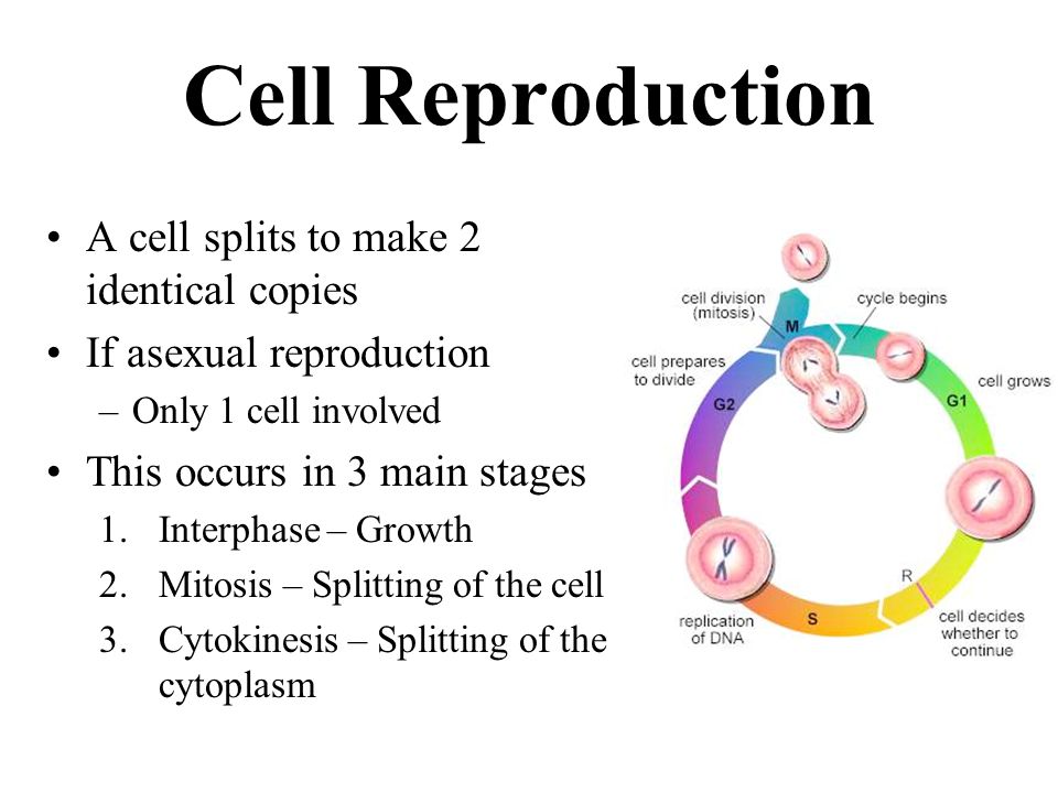 stages of cellular reproduction