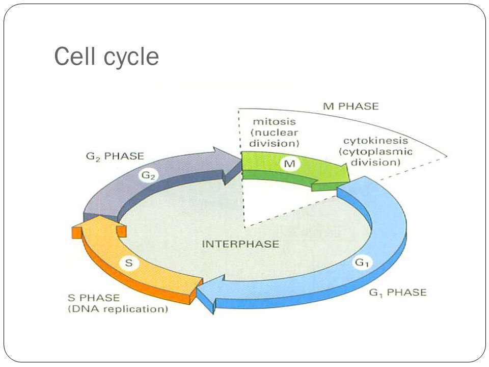 Cell Division Plant Physiology Ppt Download