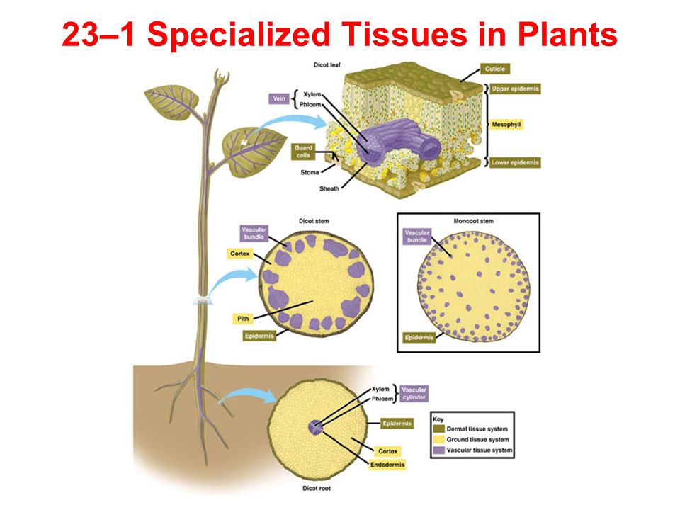 Plant tissues. Tissue of Plants Vascular. Plant Tissue Types. Ground Tissue.