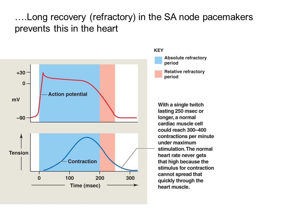 ….Long recovery (refractory) in the SA node pacemakers prevents this in the heart