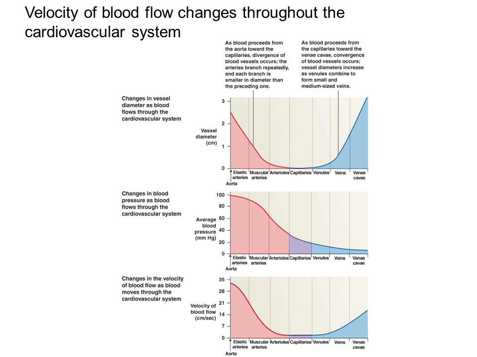Velocity of blood flow changes throughout the cardiovascular system