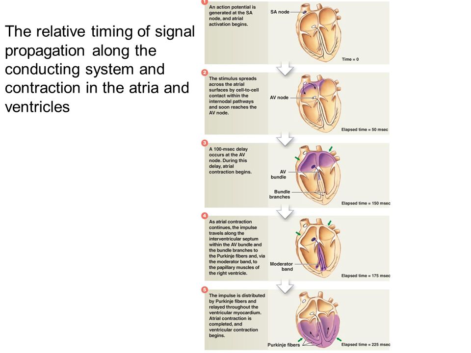 The relative timing of signal propagation along the conducting system and contraction in the atria and ventricles