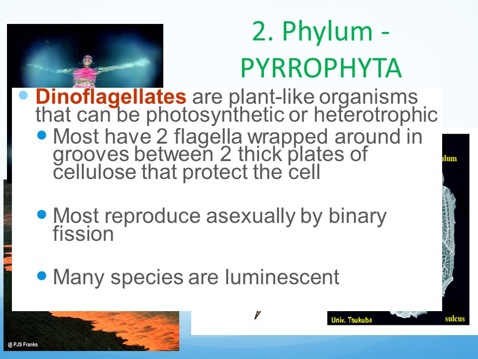 2. Phylum - PYRROPHYTA PYRRO = FIRE. Dinoflagellates are plant-like organisms that can be photosynthetic or heterotrophic.
