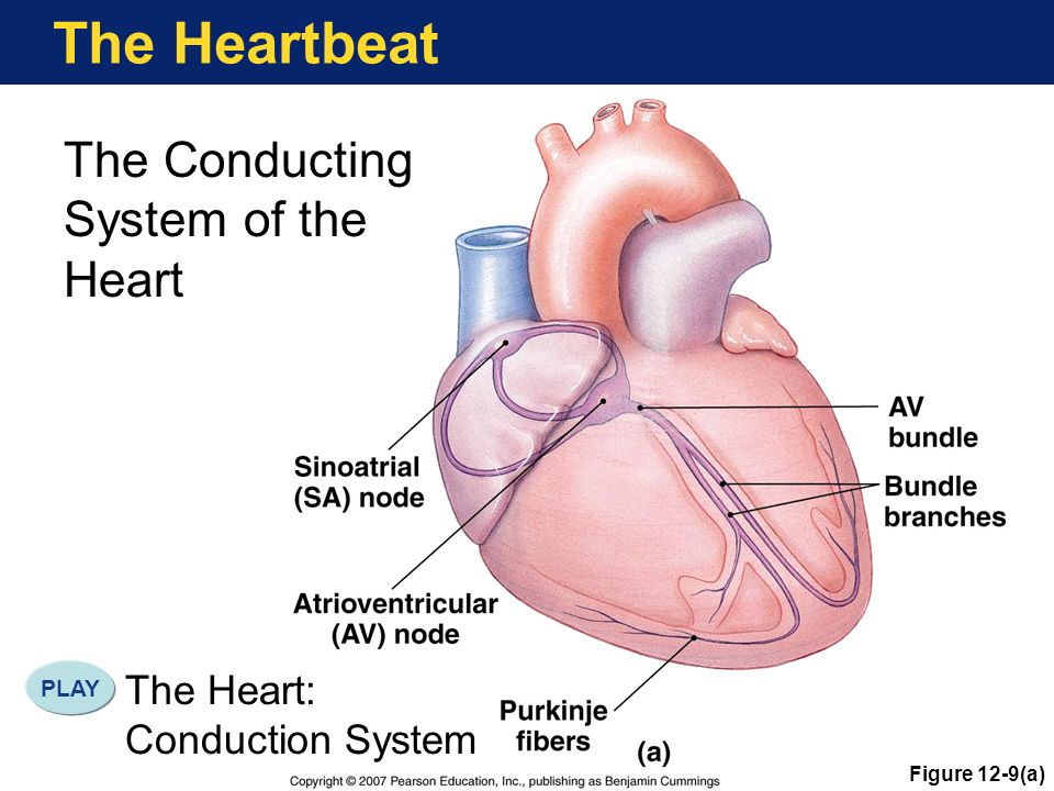 The Heartbeat The Conducting System of the Heart