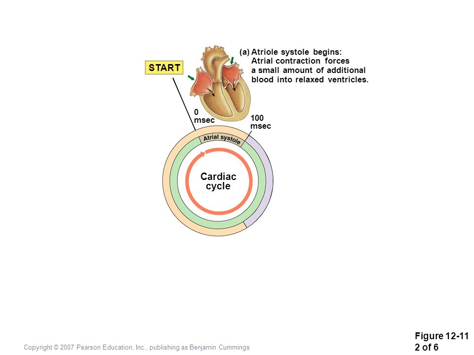 Cardiac cycle START Figure of 6 (a) Atriole systole begins: