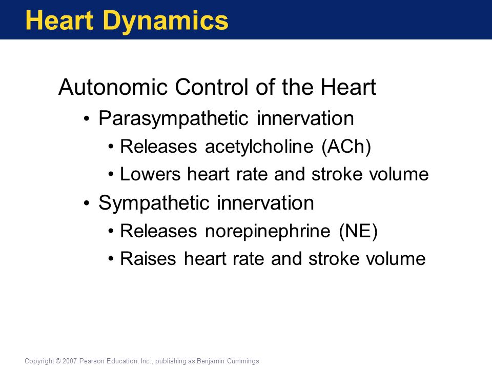 Heart Dynamics Autonomic Control of the Heart