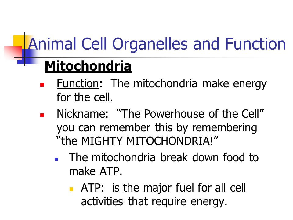 Plant and Animal Cell Organelles and Functions - ppt video online download
