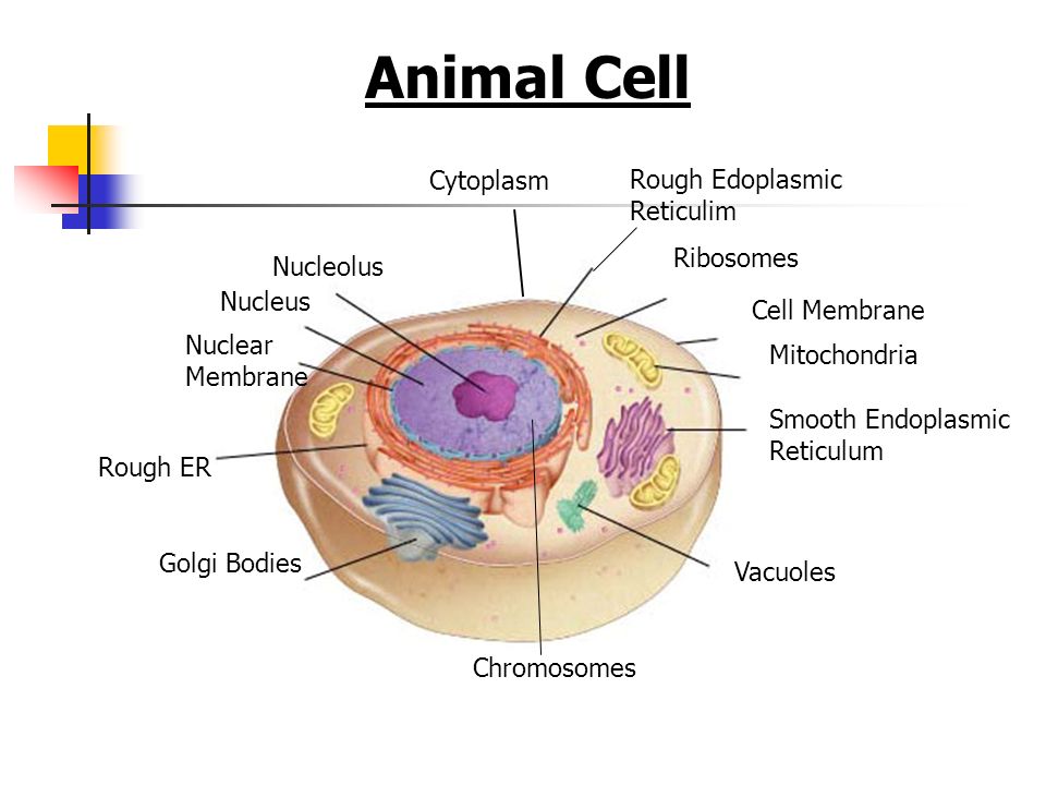 Cell contains