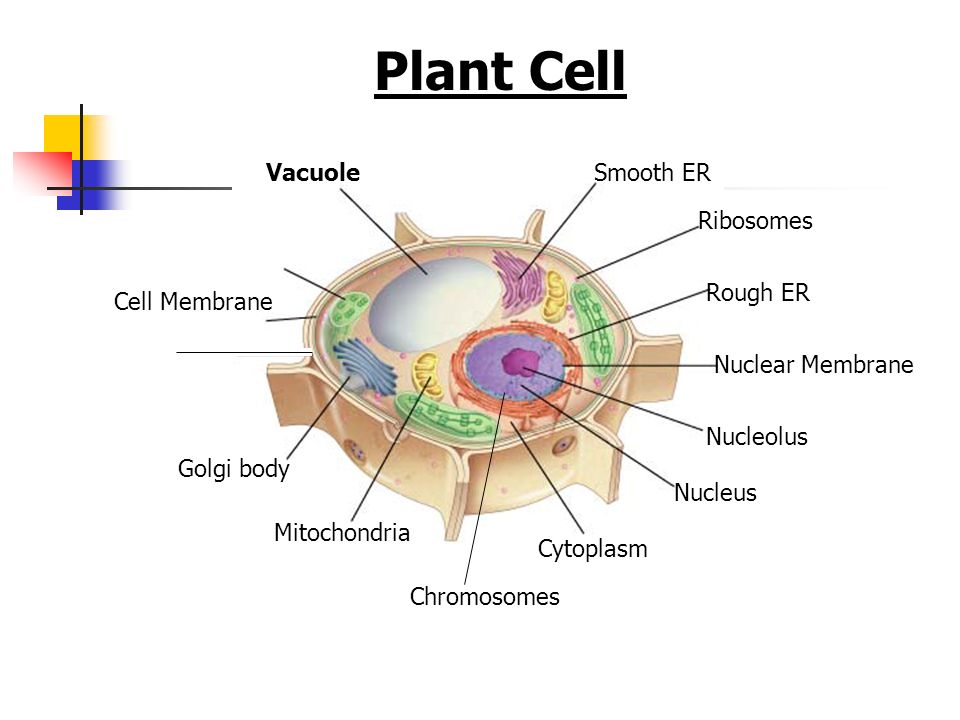 Plant And Animal Cell Organelles And Functions Ppt Video Online Download