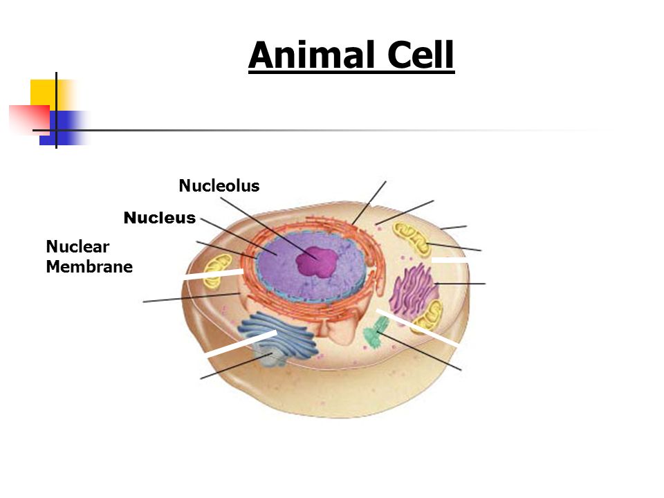 Featured image of post Animal Cells Organelles : Organelles that contains the enzymes for respiration, and where most energy is released in most cells are specialised and are adapted for their function.