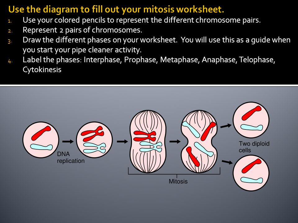 Mitosis Pipe Cleaner Activity - ppt download