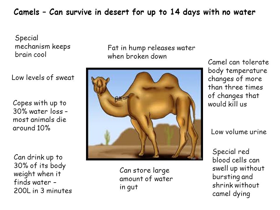 Desert Mammals Land animals lose water - ppt download