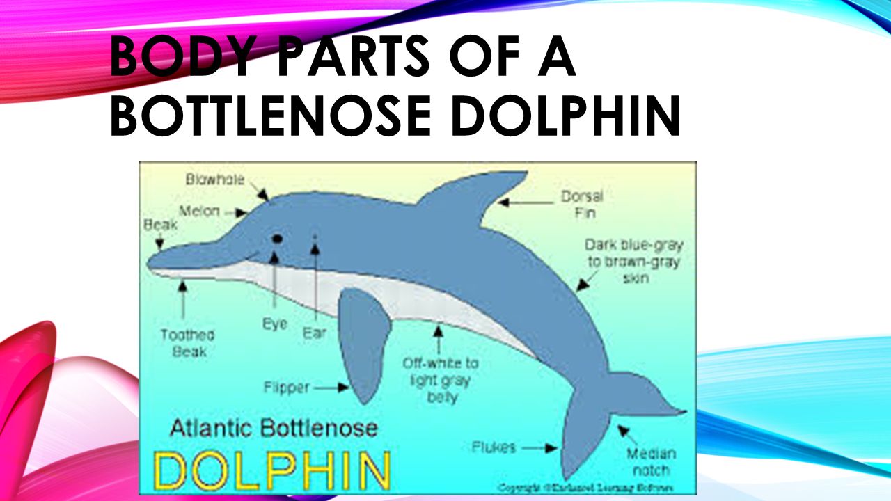 Body parts of a bottlenose dolphin.