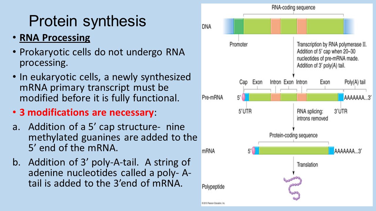 Процессинг синтез. Protein Synthesis process. MRNA sequence. Pre-MRNA to MRNA process. Sequence Формат.