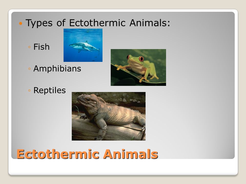 Endothermic and Ectothrmic Animals - ppt download Endothermic and Ectothrmic Animals - ppt download