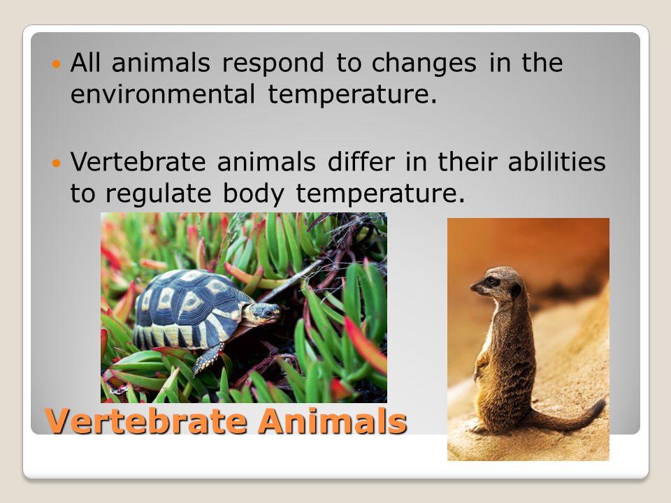 Endothermic and Ectothrmic Animals - ppt download Endothermic and Ectothrmic Animals - ppt download
