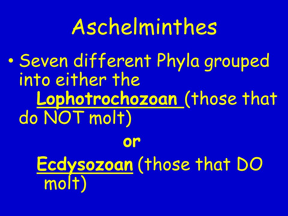 A pseudocoelomate a test számára tervezett aschelminthes