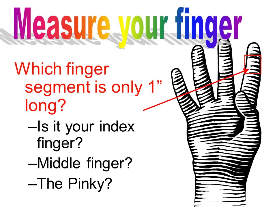 Which finger segment is only 1 long