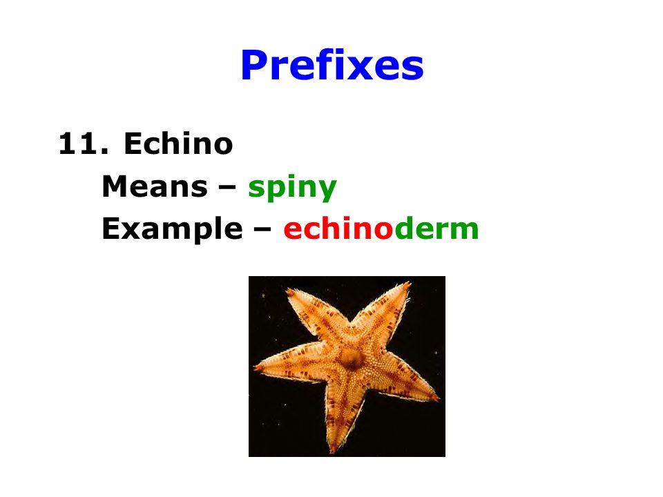 Zoology prefixes, root words, and suffixes - ppt video online download