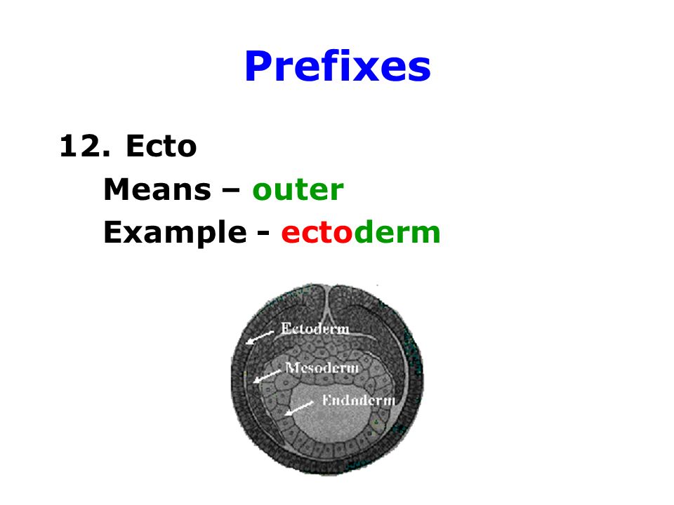 Prefixes 12. Ecto Means – outer Example - ectoderm