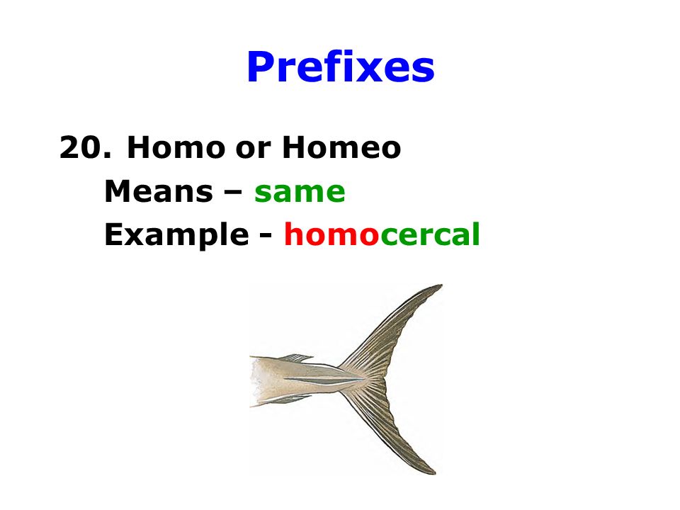 Prefixes 20. Homo or Homeo Means – same Example - homocercal