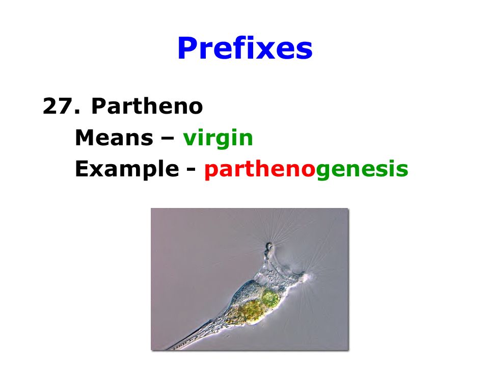 Prefixes 27. Partheno Means – virgin Example - parthenogenesis
