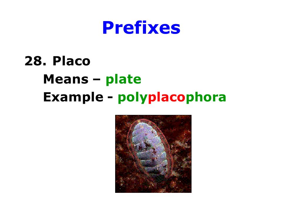 Prefixes 28. Placo Means – plate Example - polyplacophora