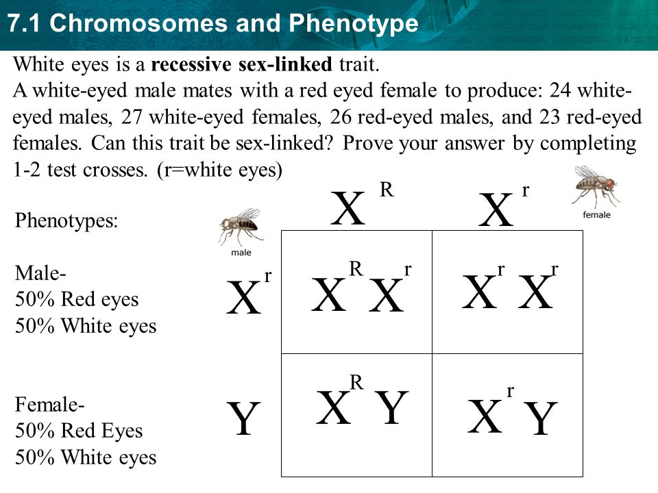 X X X X X X X X Y Y X Y White eyes is a recessive sex-linked trait. 