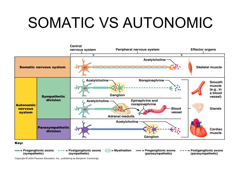 somatic autonomic