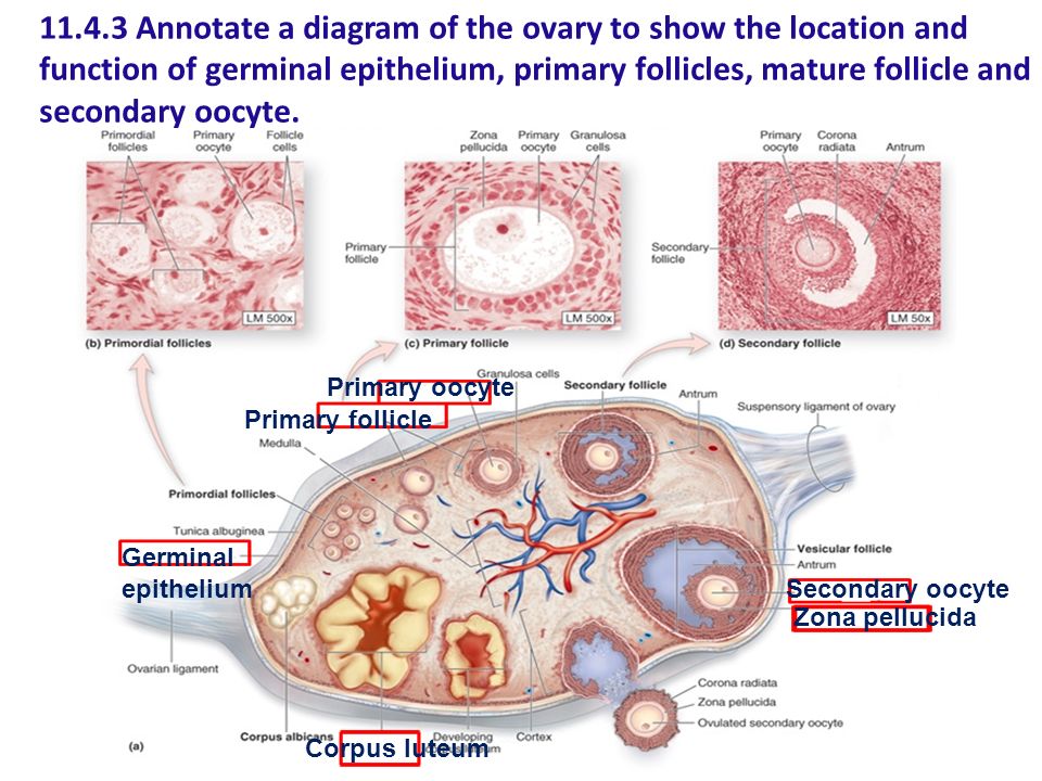 Why Did So Few Of My Eggs Fertilize Into Embryos, And So Many More Fail To Reach Blastocyst