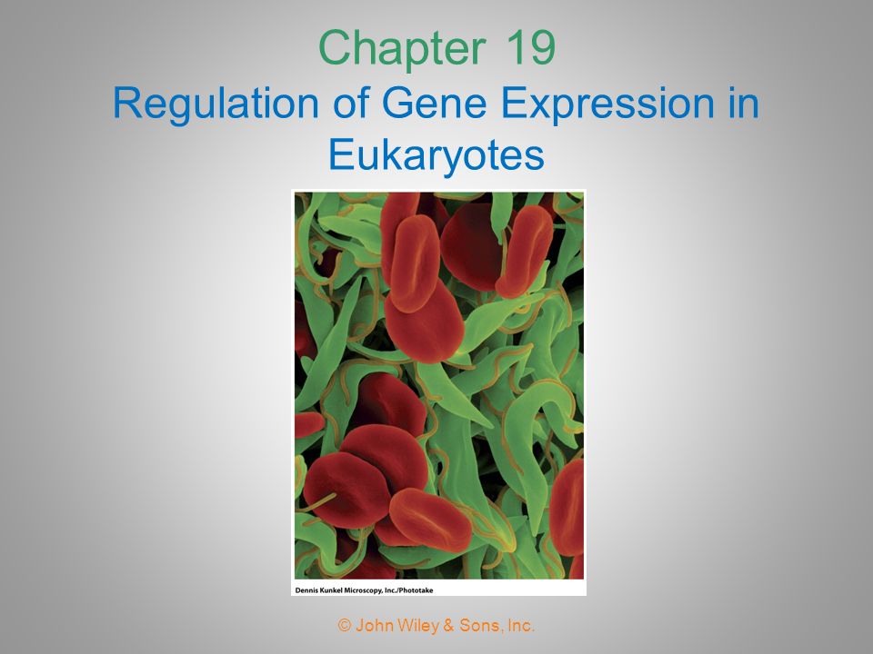Chapter 19 Regulation of Gene Expression in Eukaryotes
