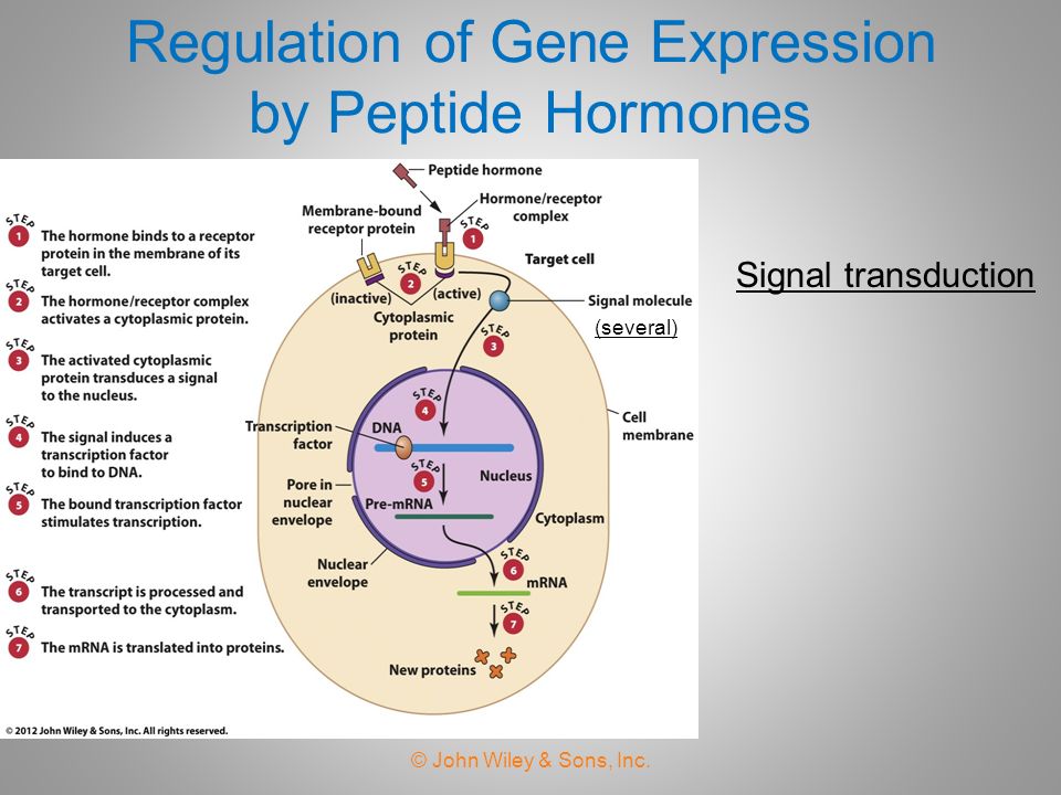 Chapter 19 Regulation Of Gene Expression In Eukaryotes Ppt - 