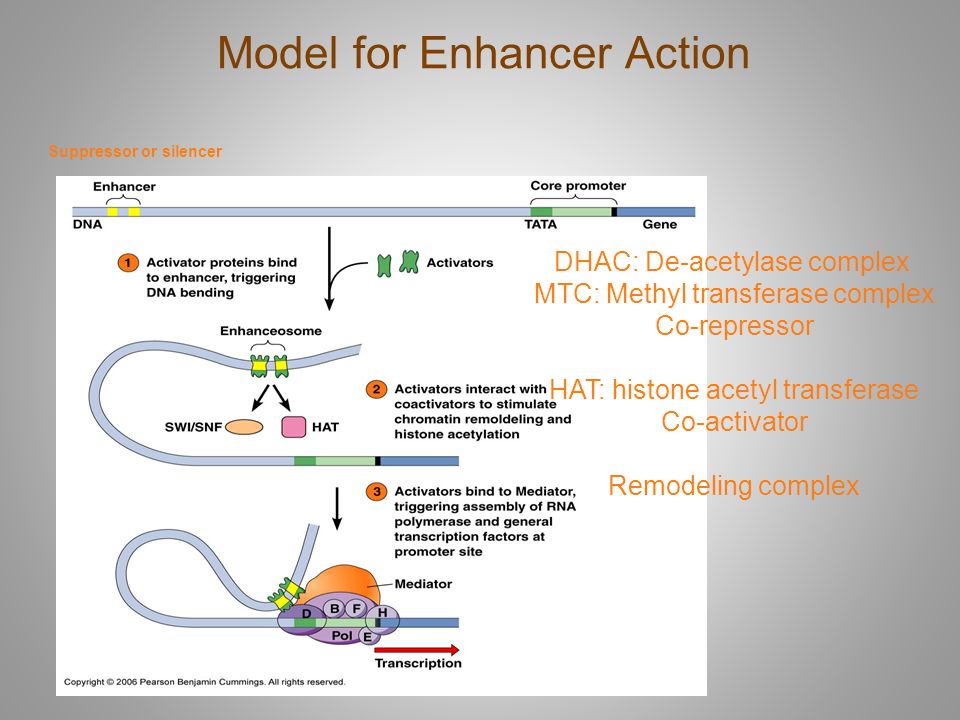 Model for Enhancer Action