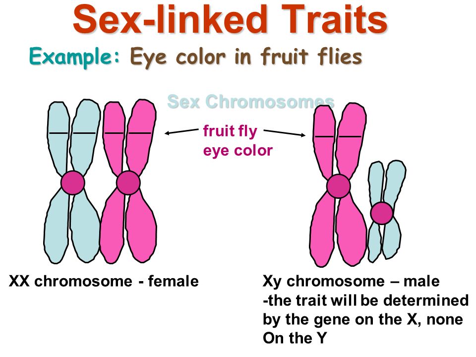 Sex-linked Traits Example: Eye color in fruit flies Sex Chromosomes.