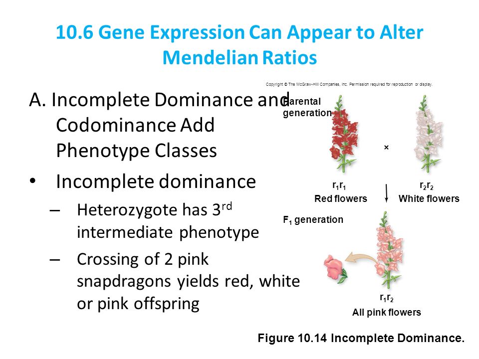 10.6 Gene Expression Can Appear to Alter Mendelian Ratios - ppt video ...