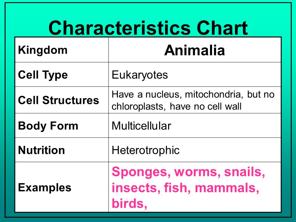 Kingdom Animalia Characteristics Chart