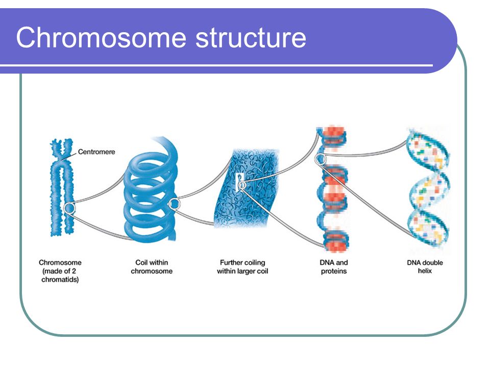 Chromosome structure.