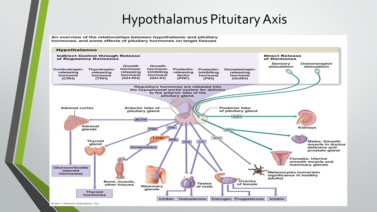 Hypothalamus Pituitary Axis 
