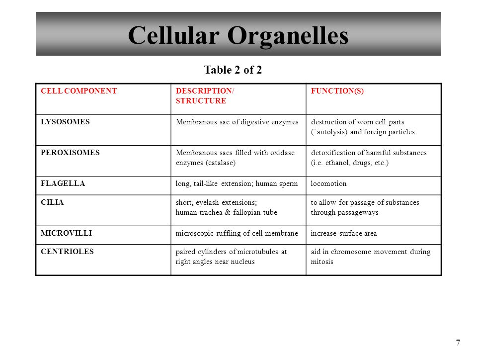 Anatomy And Physiology Cells The Living Units Ppt Video Online